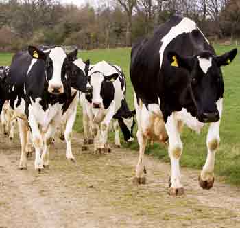 fertility dairy