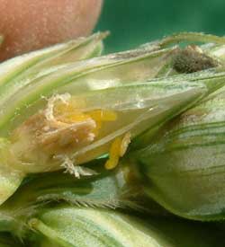 Yellow-wheat-blossom-midge-larvae