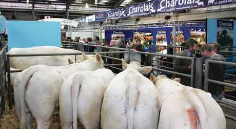 Beef-expo-2