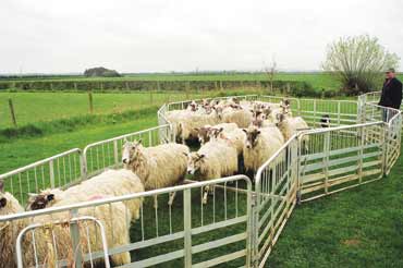 sheep on hold