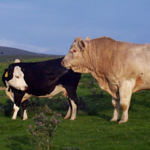 relative-size-of-cow-&-bull