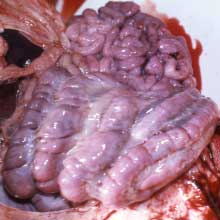 oedema-in-mesentery