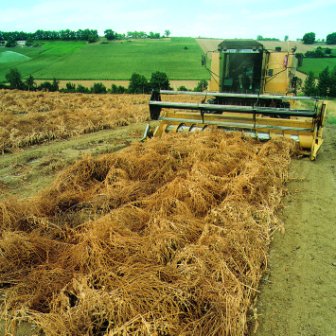 sugar beet seed harvest