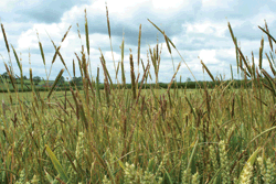 Agrovista-grass