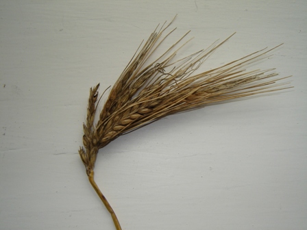 five head barley