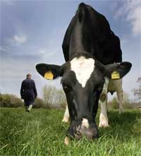 Dairy-cow-+-farmer
