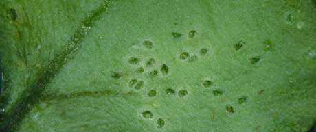 scaptomyza leaf miner feeding holes