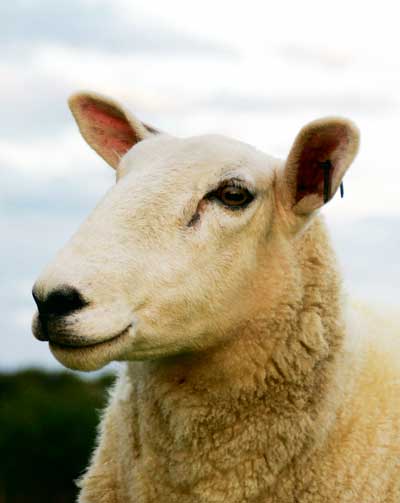 sheeplivespread