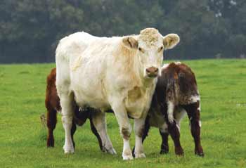 cow with calf