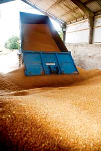 Wheat