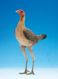 chicken 2