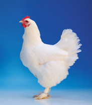 chicken 3