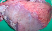 sheep-lung-tumour