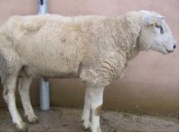 sheep-suffering-from-lung-abscesses