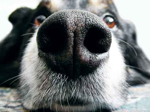 photo-comp-2010-pets-winner