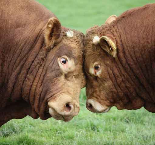 photo-comp-2010-humour-winner