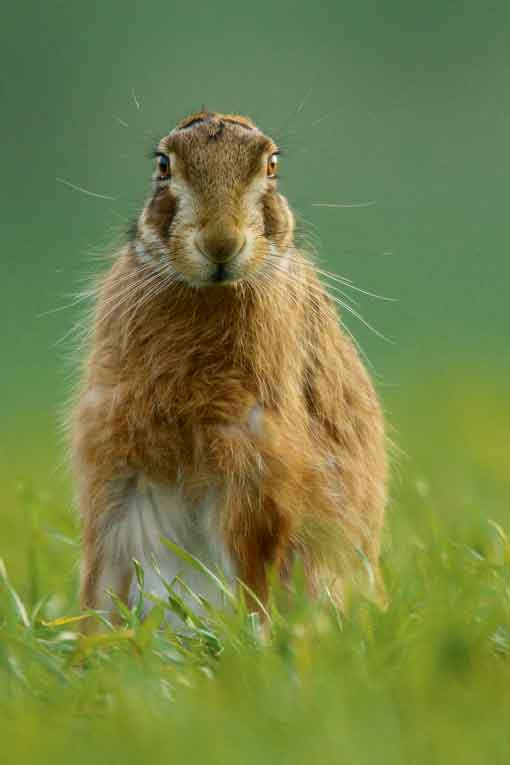 photo-comp-2010-nature-winner