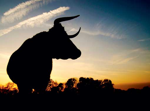 photo-comp-2010-livestock-winner