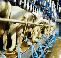 dairy-goats-in-milking-parlour