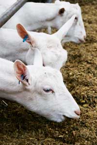 dairy-goats-feeding