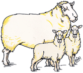 art-ewe-and-lambs-