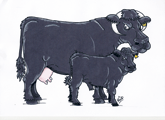 welsh-black-cow-and-calf-