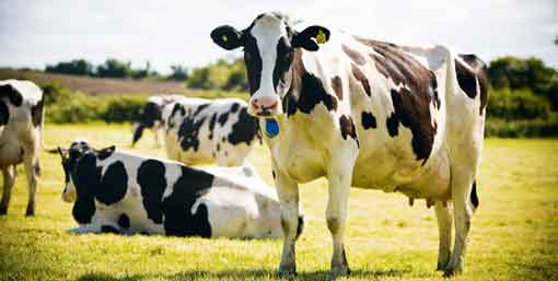 dairy-cows-at-grass