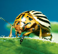 Colorado Potato Beetle