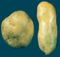 Potato Spindle Tuber Viroid