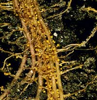 Root Knot Nematode