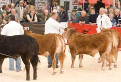 showing-at-beef-expo-2