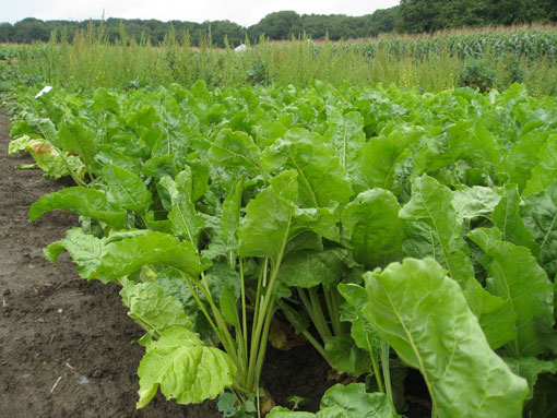 Round up Ready Sugar Beet