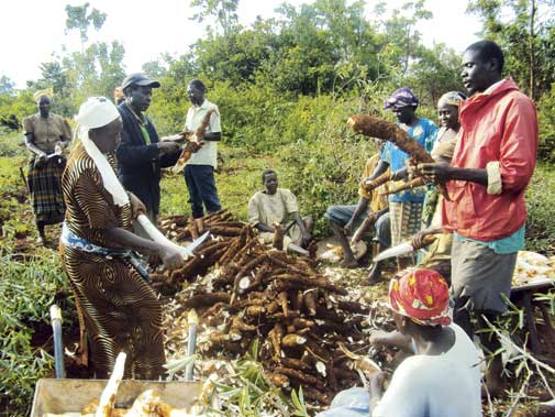 cassava project
