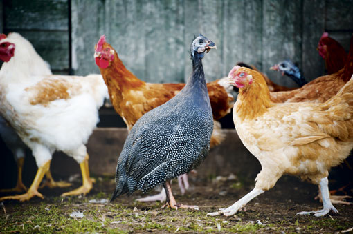 Guinea fowl