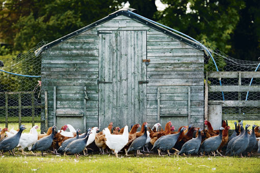 Guinea fowl