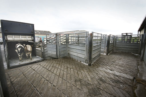 Lairage cattle unloading