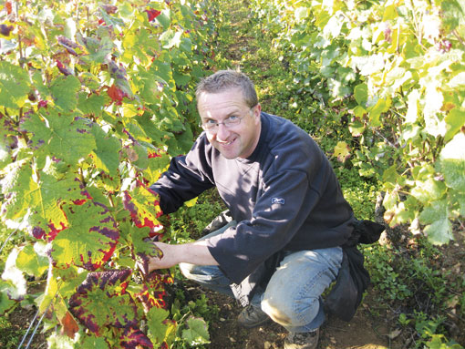 Grape Picking