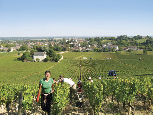 Grape picking