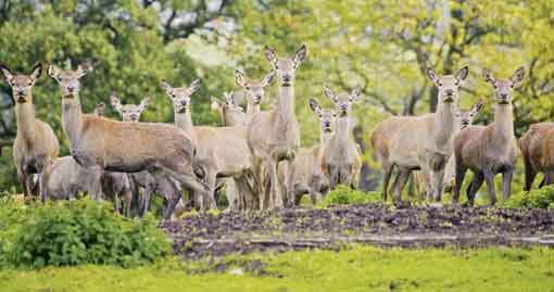 deer-herd