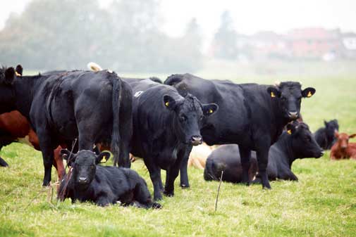 beef cattle