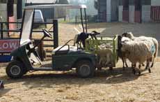 lamb trolley