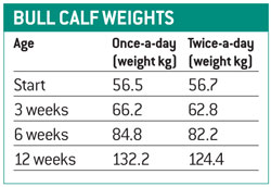 Calf Chart