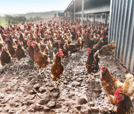 free-range chickens