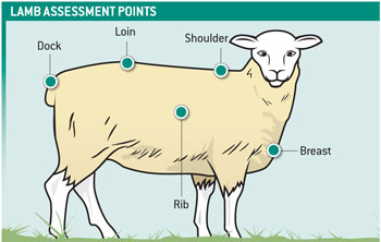 Assessing lambs to ensure they hit spec - Farmers Weekly