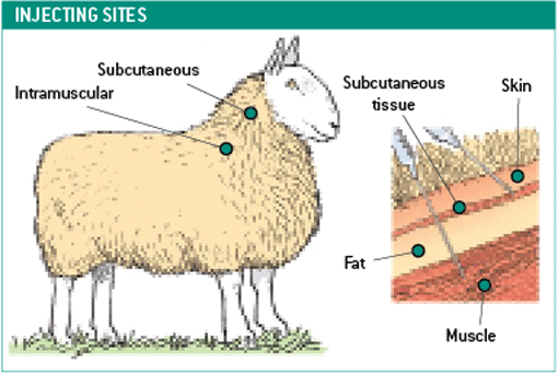 Sheep injecting sites