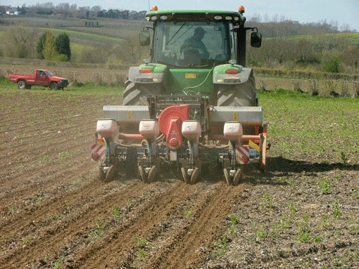 Maize drilling