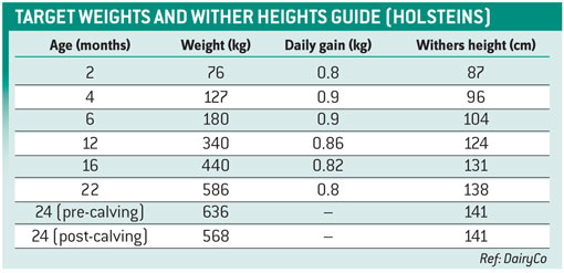 holstein heifer growth table