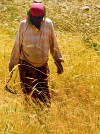 man in field