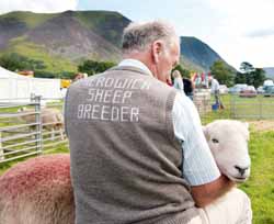 Herdwick breeder in the Lakes