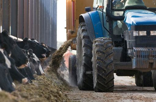Silage feed to dairy cows